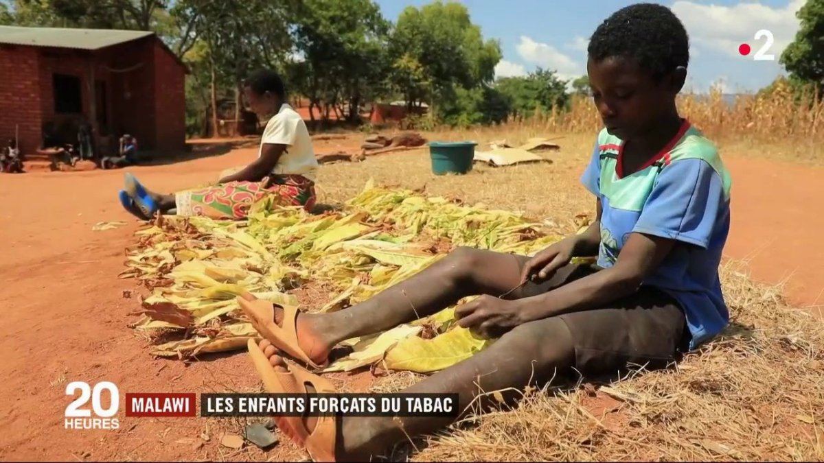 Afrique-culture-tabac-droits-enfants-