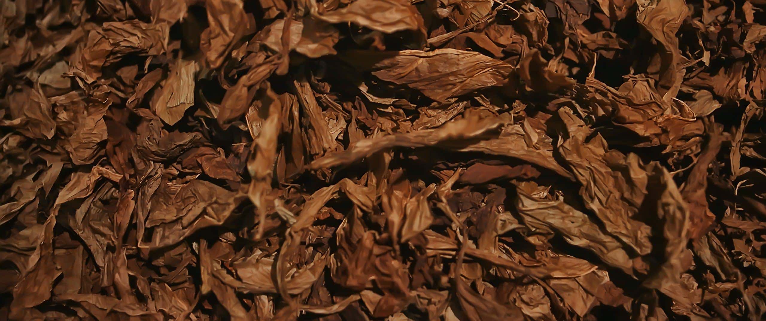 tabac-biologique-naturel-nocif